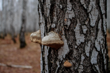 Similar image 8636196