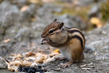 Similar image 8647418