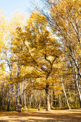 Similar image 8650031