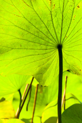 Similar image 8650181