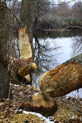 Similar image 8651145