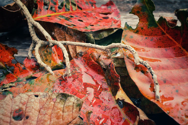 Similar image 8695611