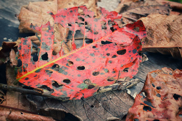 Similar image 8695615