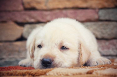 Similar image 8725241