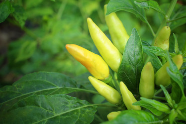 Similar image 8725393