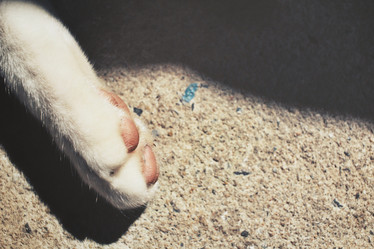 Similar image 8726232