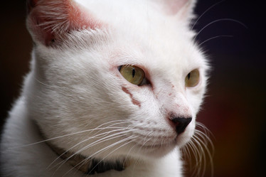 Similar image 8727825