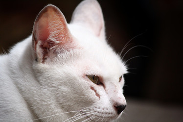 Similar image 8727830