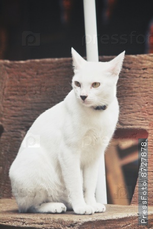 Красивая Белая Кошка Фото