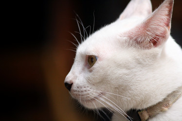 Similar image 8727884