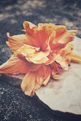 Similar image 8728537