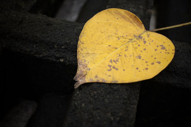 Similar image 8728858