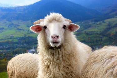 Similar image 8745596