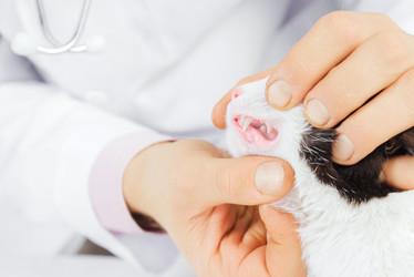 Similar image 8748605