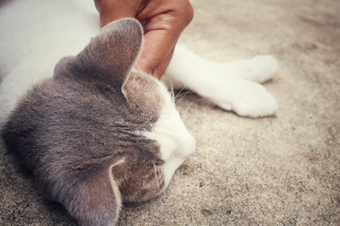 Similar image 8796182