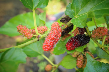 Similar image 8796231