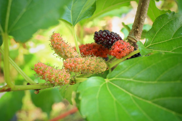 Similar image 8796233