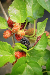 Similar image 8796516