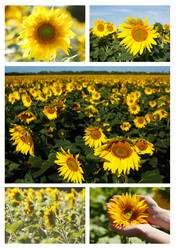 Similar image 8807456