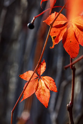 Similar image 8923545