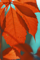 Similar image 8923581