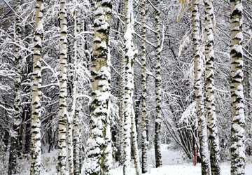 Similar image 10006431