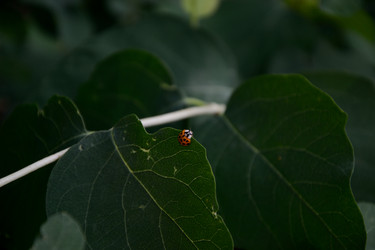 Similar image 10007371