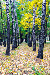 Similar image 10010775