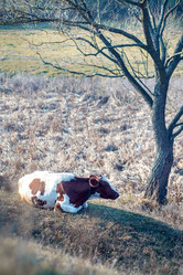 Similar image 10011252