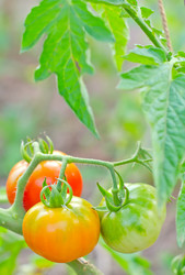 Similar image 10013830