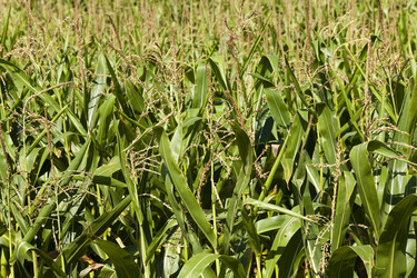 Similar image 10014504