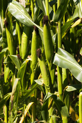 Similar image 10014522