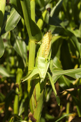 Similar image 10014525