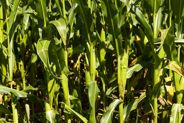 Similar image 10014527