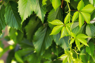 Similar image 10018588