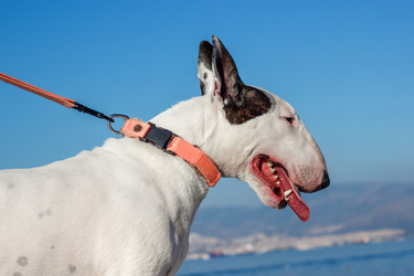 Similar image 10048711