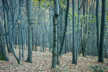 Similar image 10049099