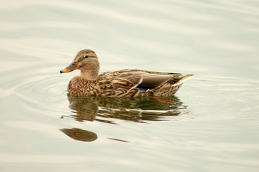 Similar image 10049101