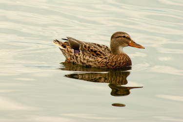 Similar image 10049102