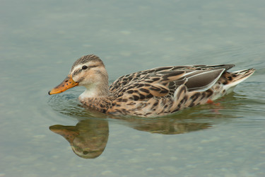 Similar image 10049108