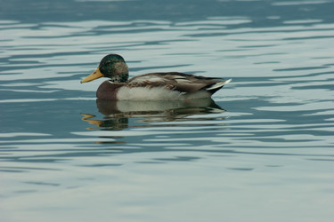 Similar image 10049113