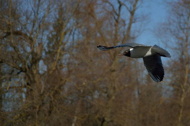 Similar image 10049142