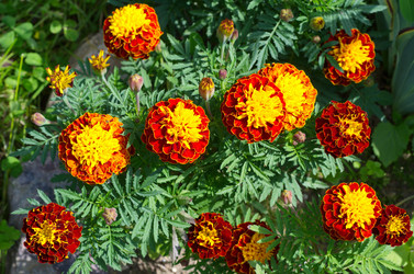 Similar image 10051767