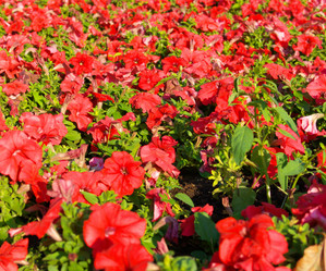 Similar image 10052949