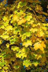 Similar image 10053000