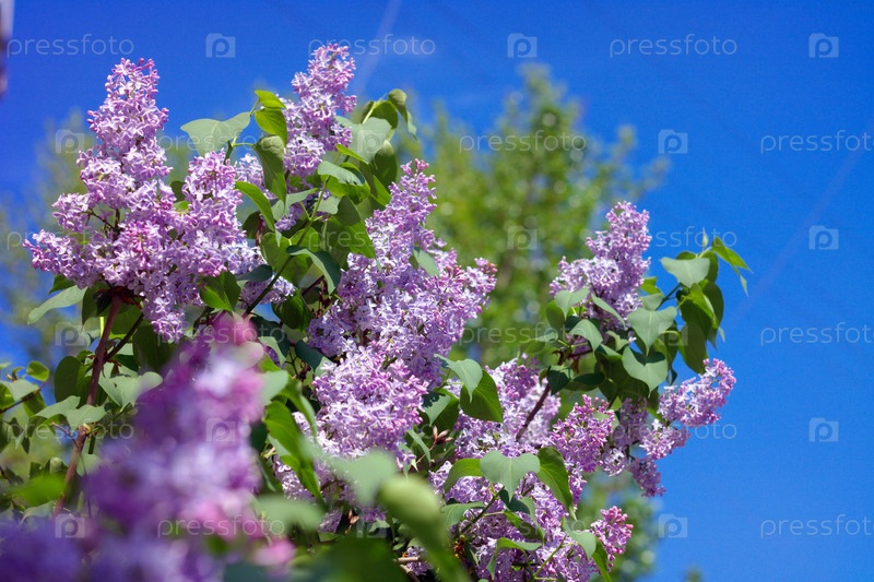 Фотография на тему Сирень | PressFoto