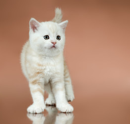 Similar image 10055984