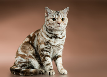 Similar image 10056016