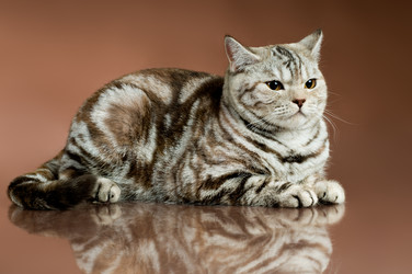 Similar image 10056275