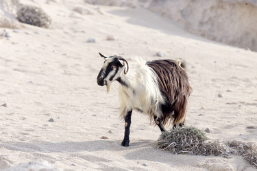 Similar image 10060828